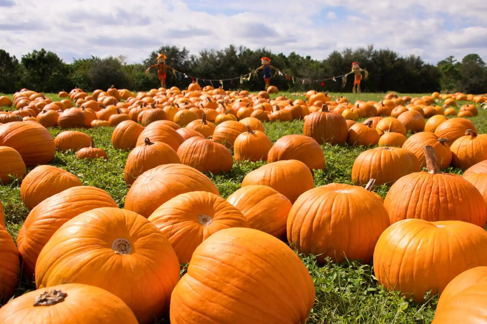 Pumpkins at a pumpkin patch near Zionsville and Indianapolis