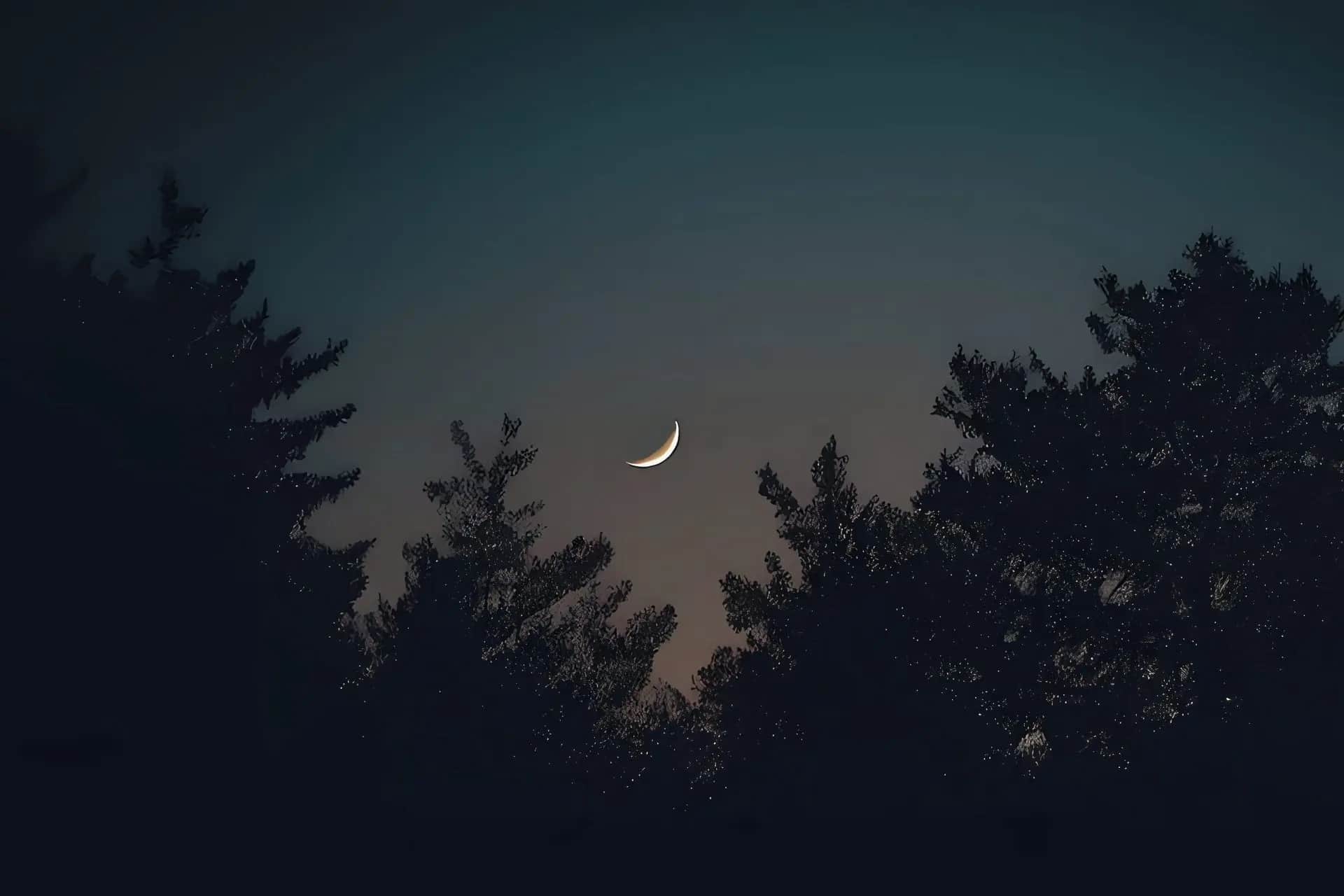Crescent moon above dark tree silhouettes at dusk.