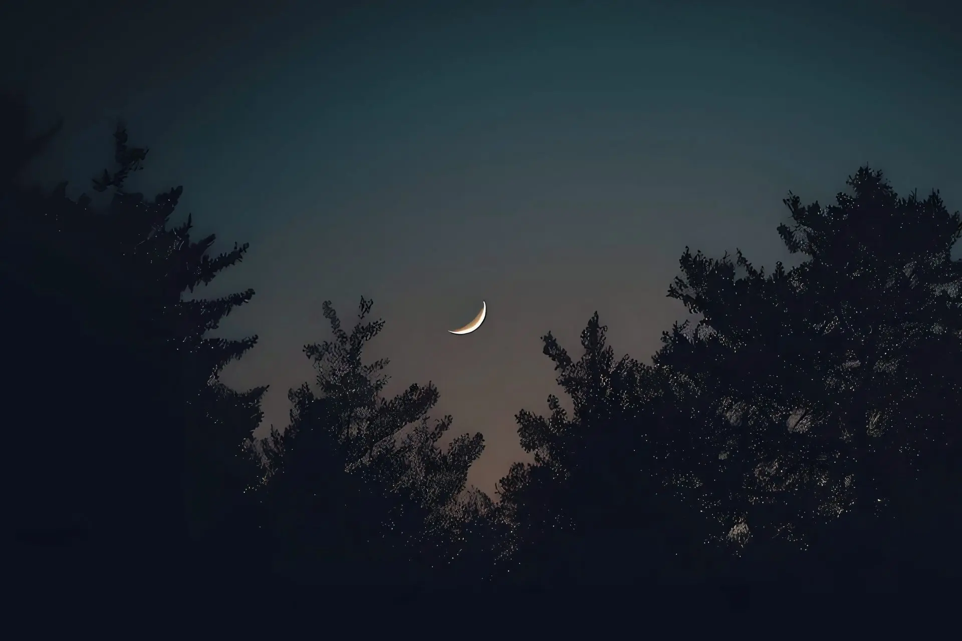 Crescent moon above dark tree silhouettes at dusk.