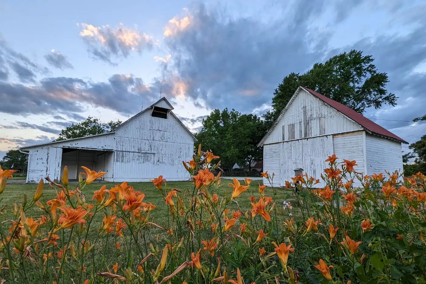 Orange daylilies blooming in the foreground with two historic white wooden barns behind them under a dusk sky at Maplelawn Farmstead in Zionsville, Indiana.