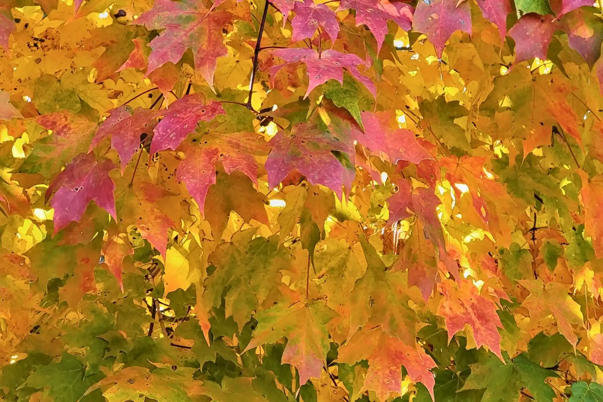 Close-up of red, orange, yellow, and green maple leaves on tree branches during autumn in Zionsville, Indiana.