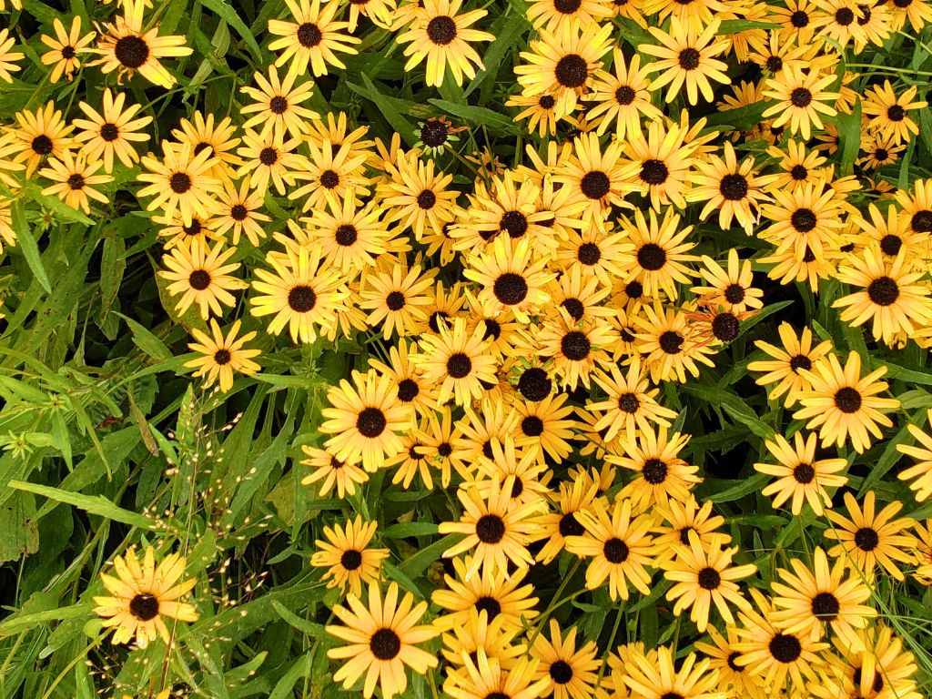 Carpenter Nature Preserve coming soon