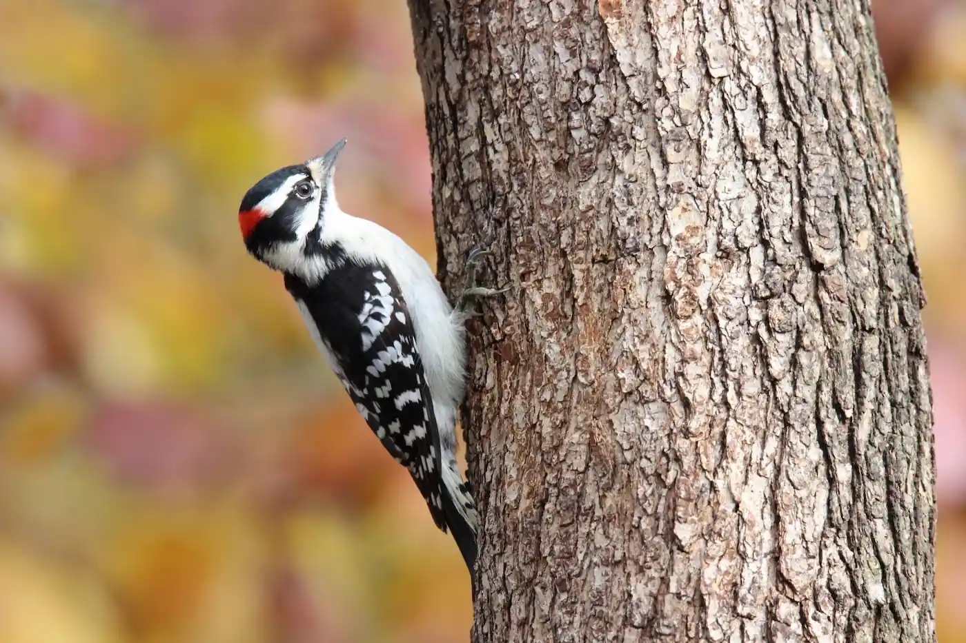 Downy Woodpecker clinging to a tree trunk with blurred yellow autumn leaves in the background.