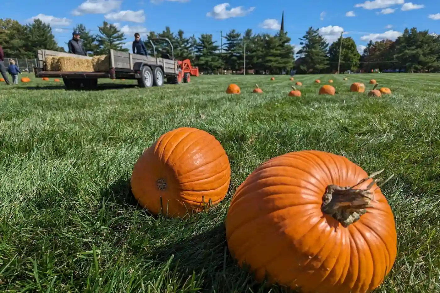 Large orange pumpkins in a grass field with a hayride trailer in the background at St. Alphonsus Liguori Catholic Church in Zionsville.
