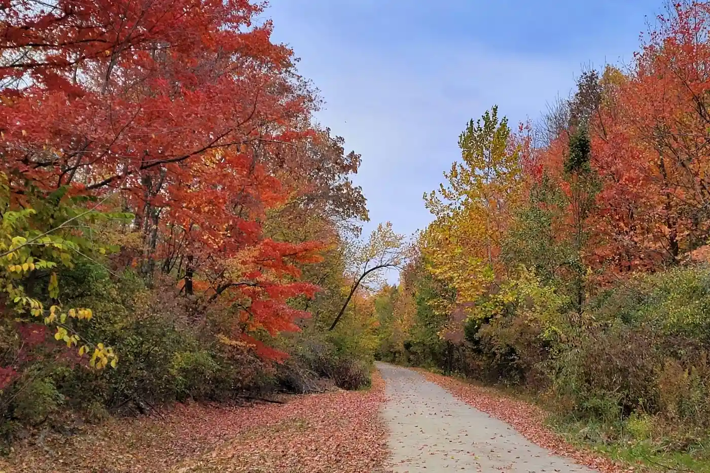 Vibrant red and orange autumn foliage lining the paved Big-4 Rail Trail with fallen leaves scattered along the path in Zionsville, Indiana.