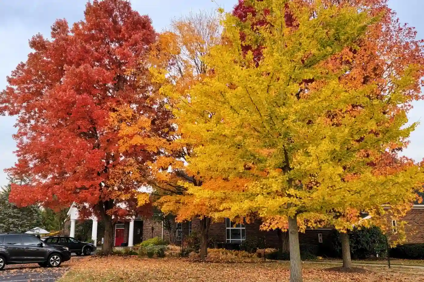 Bright red, orange, and yellow autumn leaves on trees outside St. Francis In-The-Fields Episcopal Church in Zionsville, Indiana.