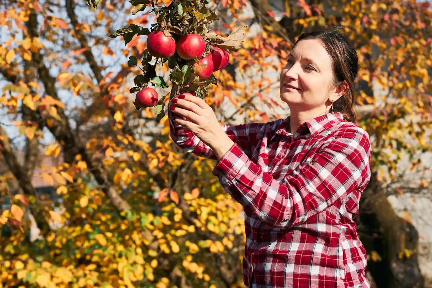 A woman in a red plaid shirt reaching up to pick a red apple from a tree branch surrounded by autumn foliage.