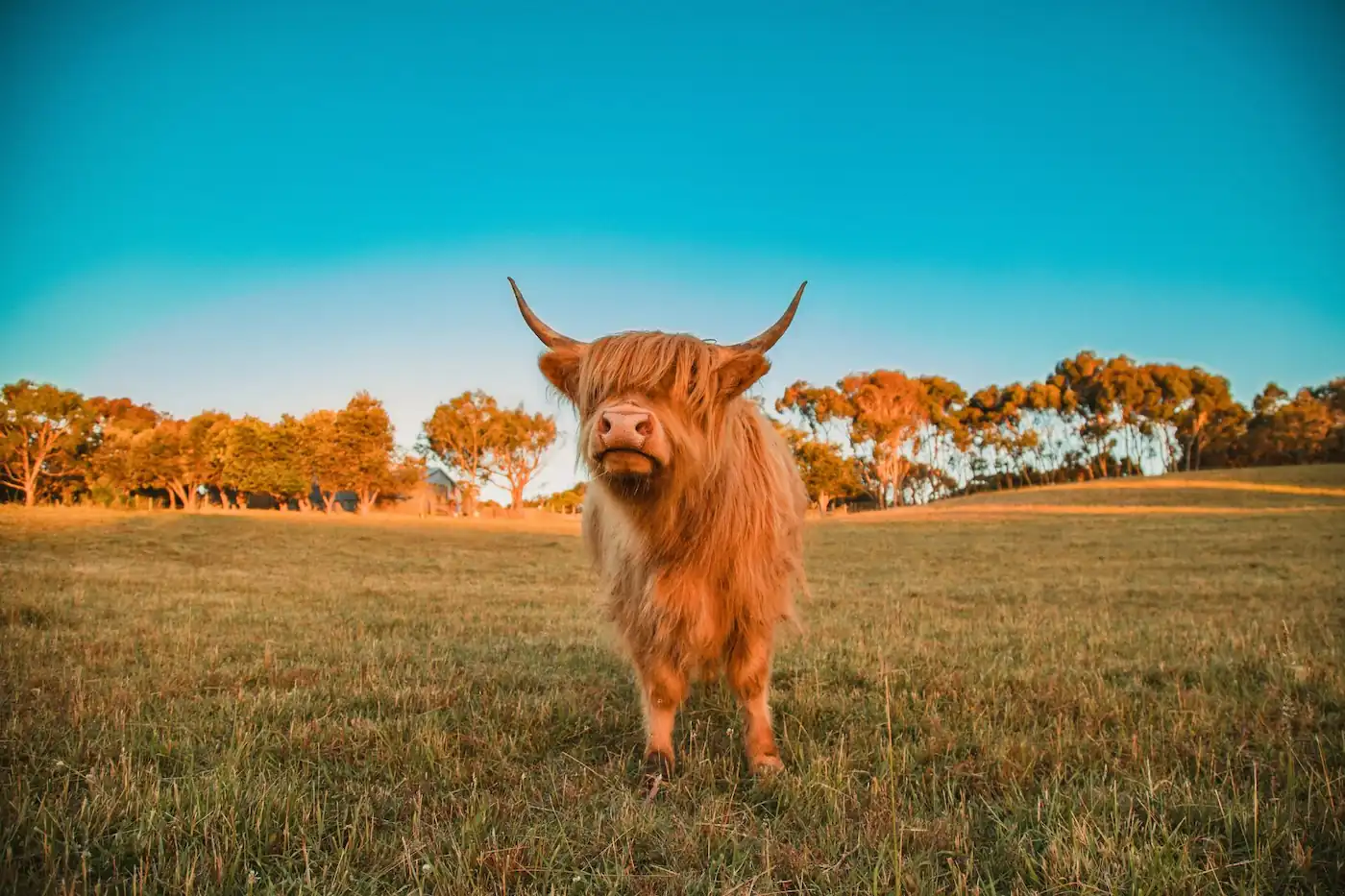 A long-horned, shaggy brown Highland cow standing in an open grassy pasture under a clear sky.