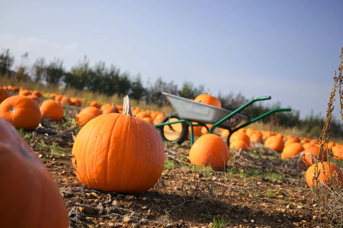 A field filled with ripe orange pumpkins and a wheelbarrow parked in the background under a clear sky.