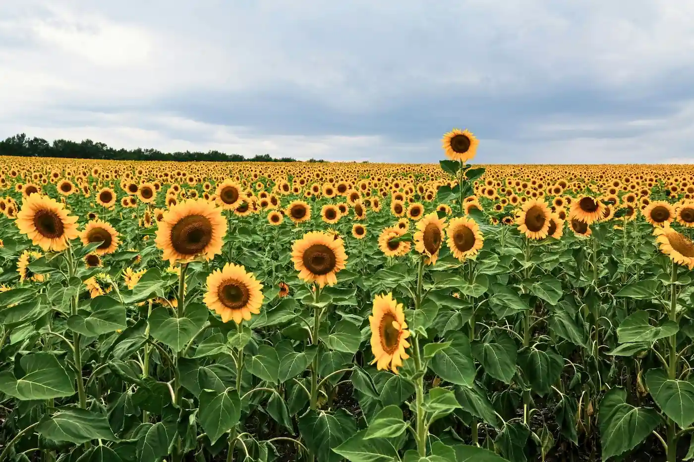 A wide field of yellow sunflowers in full bloom stretching toward the horizon under a cloudy sky.