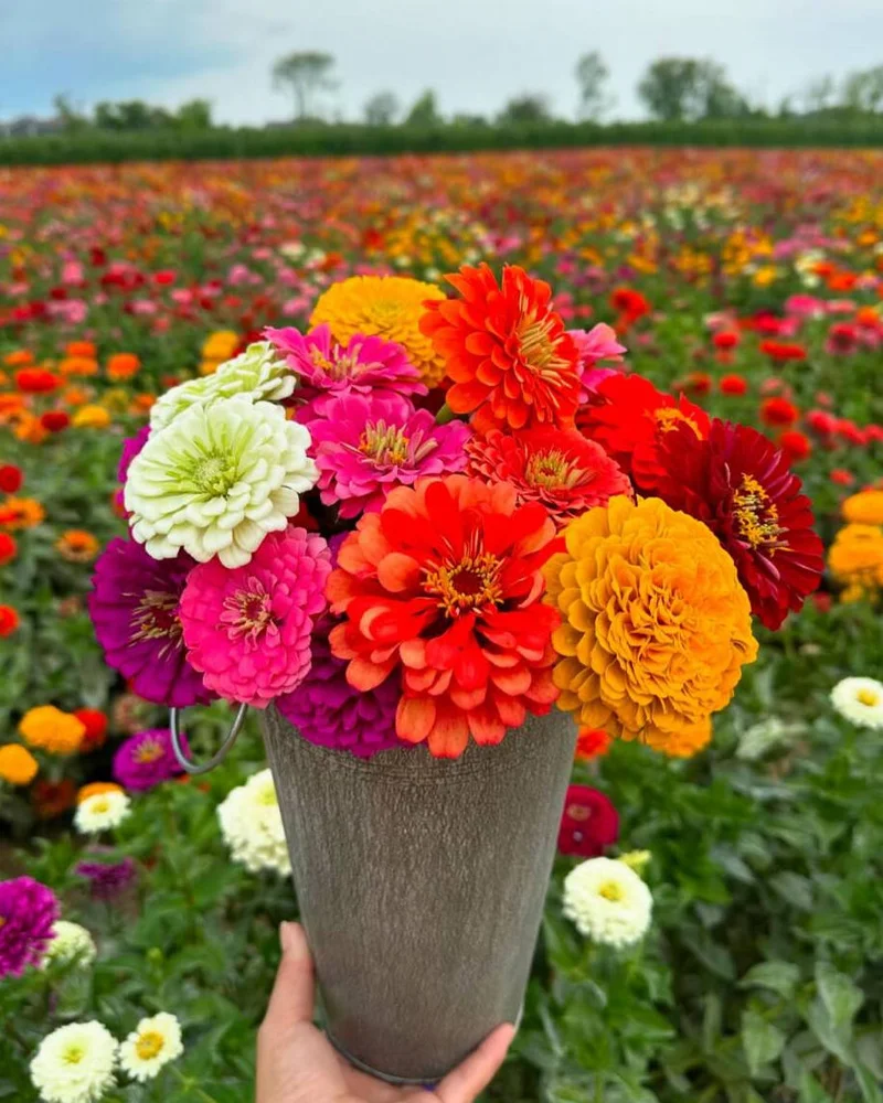 A hand holds a metal bucket filled with freshly picked pink, orange, yellow, and red zinnias in the foreground, with the expansive U-pick flower fields of Beasley's Orchard stretching out in the background.