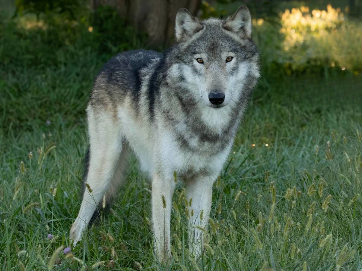 A full-body view of a grey wolf standing in a grassy enclosure at Wolf Park in Battle Ground, Indiana, looking directly forward toward the camera.