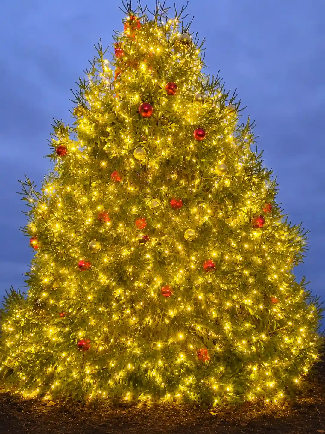 The official Zionsville town Christmas tree illuminated with warm lights and red and gold ornaments following the annual holiday parade.