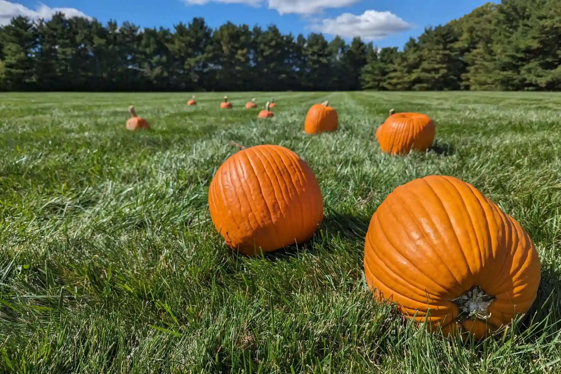 Bright orange pumpkins arranged across a green grass field backed by a dense line of evergreen trees in Zionsville, Indiana.
